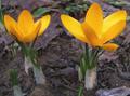 Crocus aureus
